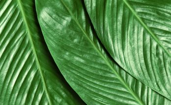 Best Toilet Paper Alternatives to Use